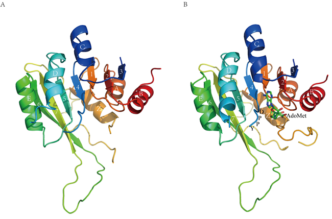 Overall structure of M1.HpyAVI.