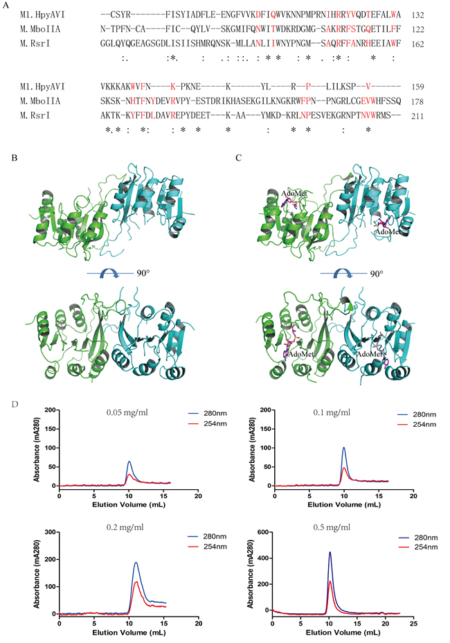 M1.HpyAVI exists as dimer in crystal and solution.