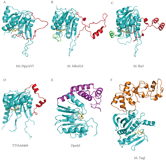 Structural comparisons between M1.HpyAVI and other DNA MTases.