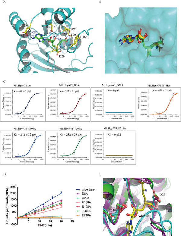 Structural and biochemical analyses define two conserved residues D29 and E216 to be the key sites for AdoMet binding.