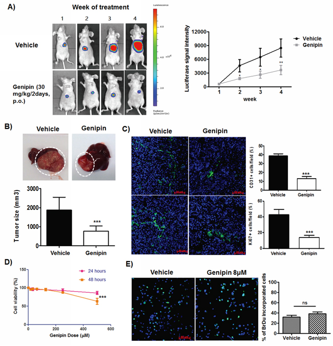 Genipin suppresses orthotopic growth of HCC without induces toxicity to cancer cells.