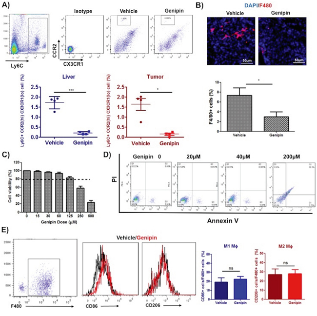 Genipin suppresses TAMs infiltration in tumor microenvironment of HCC.