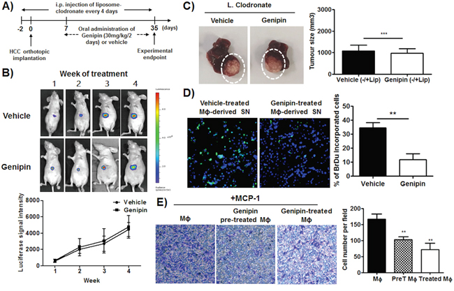 Inhibition of HCC growth by genipin is TAMs-dependent.