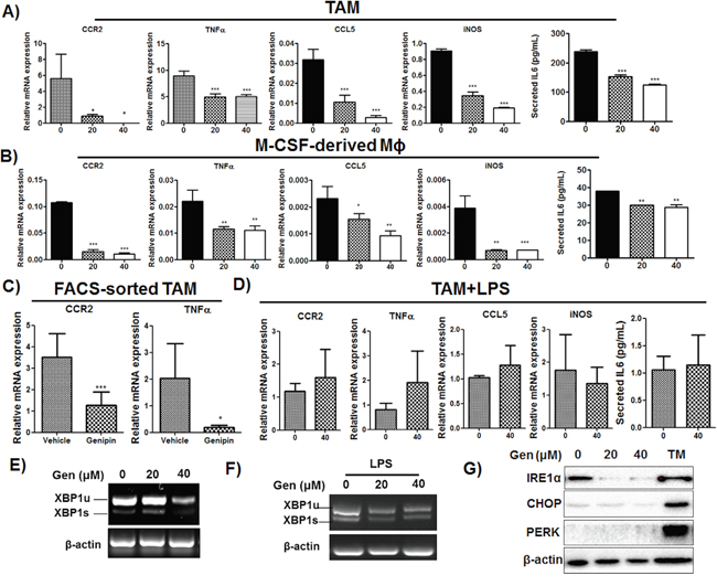 Genipin inhibits activation of TAMs in HCC.