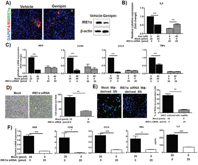 IRE1&#x03B1; mediates inhibition of TAMs activation by genipin in HCC.