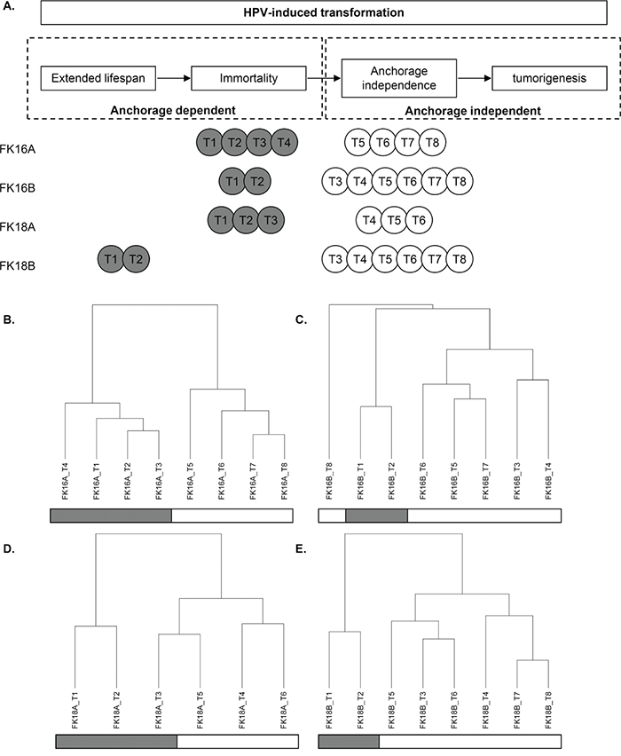 Characterization of our longitudinal in vitro model system of hrHPV-induced transformation.