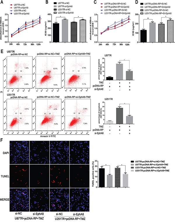 LncRNA RP11-838N2.4 enhances TMZ sensitivity of GBM in EphA8-dependent manner.