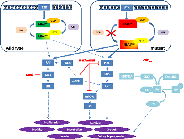 Model of NRAS signaling in melanoma.