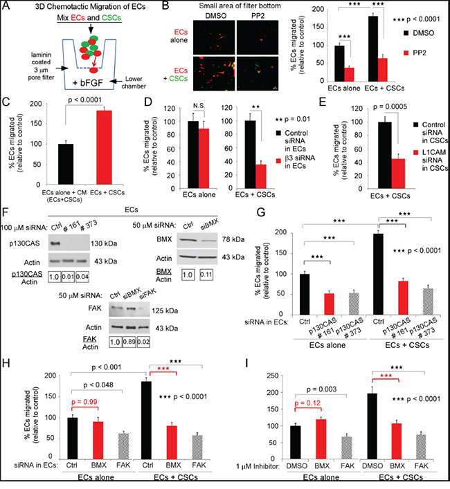 The direct interaction of ECs and CSCs promotes EC migration towards bFGF.