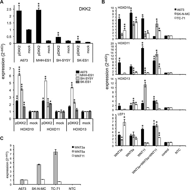 DKK2 increases HOXD gene expression through WNT signaling pathway.