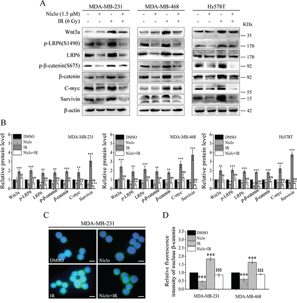 Niclosamide inhibits Wnt/&#x03B2;-catenin signaling in TNBC cells.