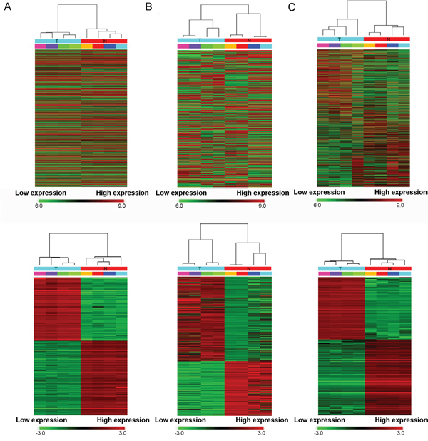 Heat map showing expression profiles of lncRNAs (A), circRNAs (B) and mRNAs (C).