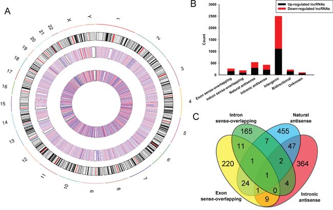 Identification of differentially expressed lncRNAs in bladder carcinoma tissues.