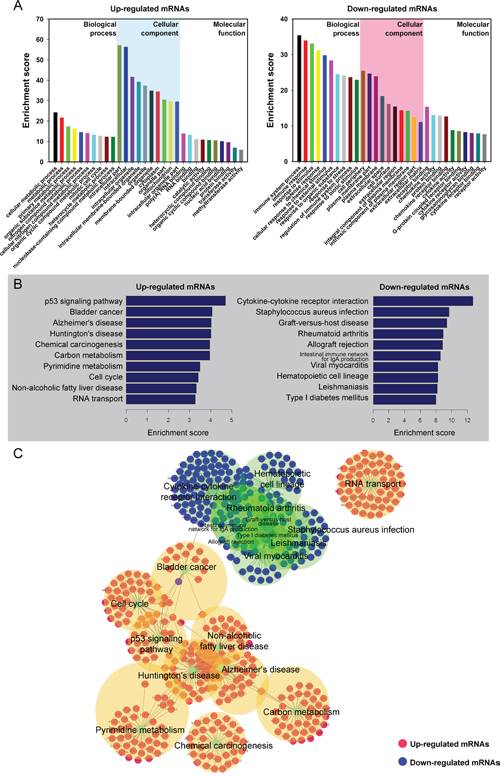 Gene Ontology (GO) and pathway analysis.