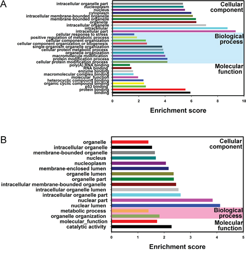 Gene Ontology (GO) analysis of the genes producing differentially expressed circRNAs.