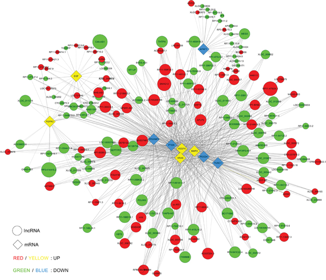 Co-expression network of ten significant mRNAs with their associated lncRNAs.