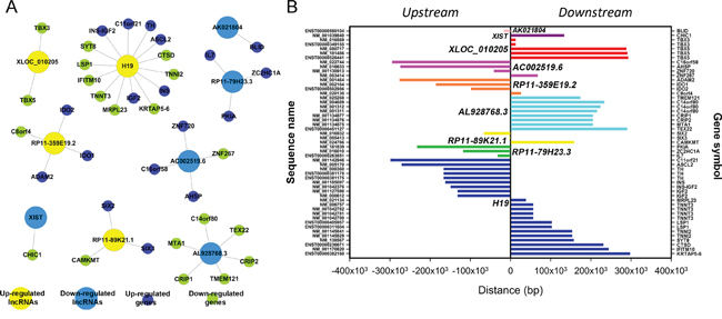 Cis regulation of lncRNAs to nearby coding genes.