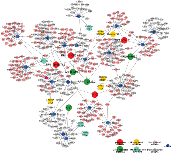 Competing endogenous RNA network in bladder carcinoma.