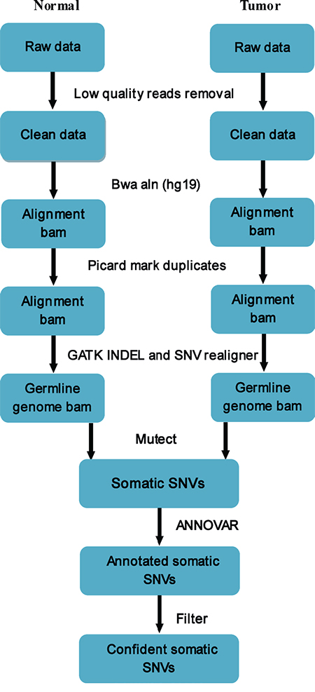 Pipeline of somatic mutation analysis from raw sequencing data.