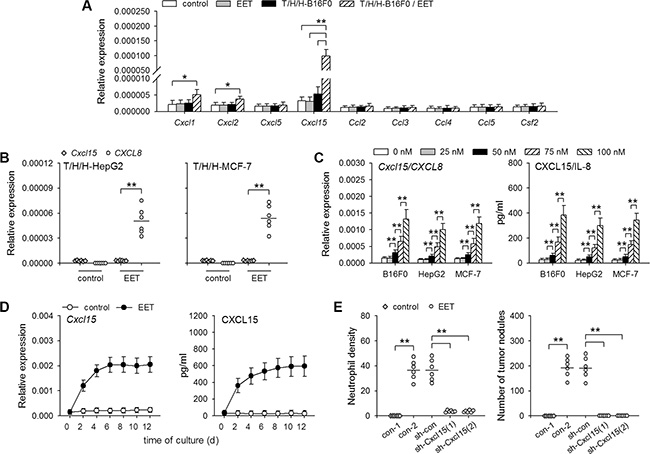14,15-EET induces hIL-8/mCXCL15 expression in tumor cells.