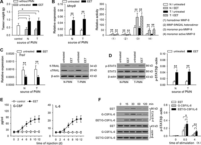 14,15-EET induces tumor-promoting the function of neutrophils.