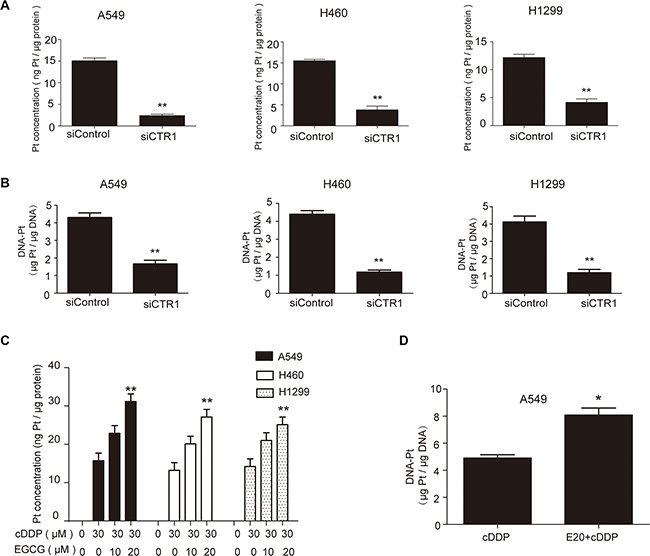 EGCG increased cDDP and DNA-Pt adduct accumulation in NSCLC cells.