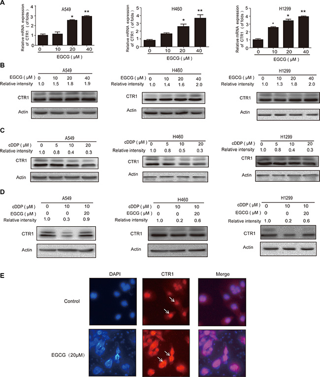 EGCG induced CTR1 expression and reversed cDDP-triggered CTR1 degradation.