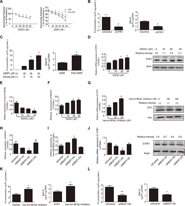 EGCG sensitized A549/cDDP (cDDP resistant) cells to cDDP via the NEAT1/hsa-mir-98-5p/CTR1 axis.