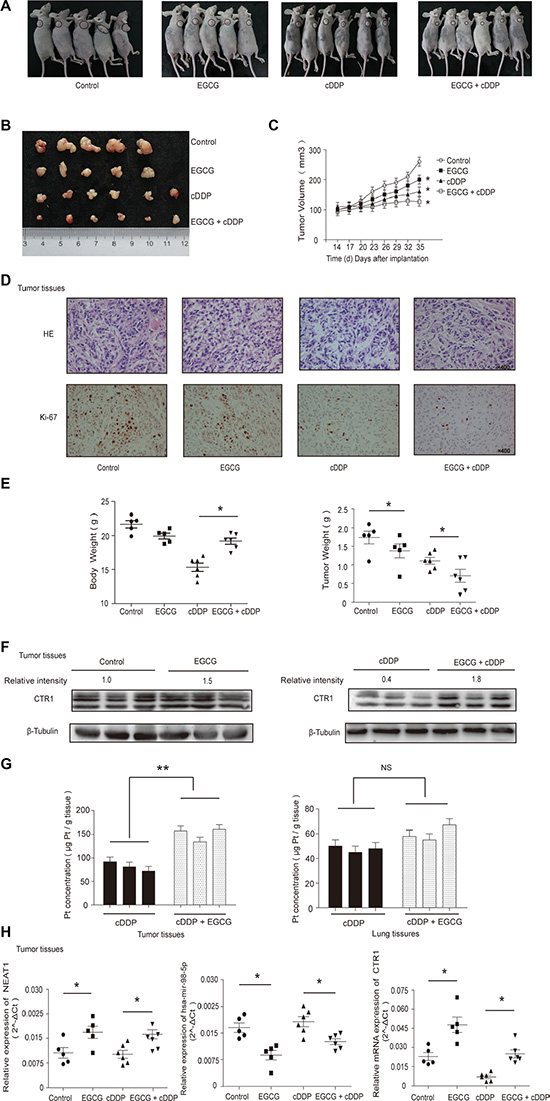 EGCG enhanced cDDP sensitivity in xenografted A549 cells.