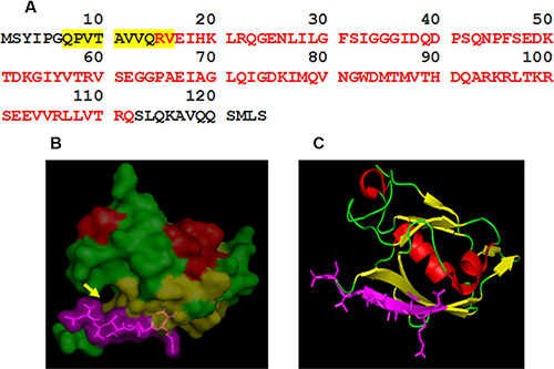 Epitope mapping of 2C6F3 and its location on the TIP-1 protein.