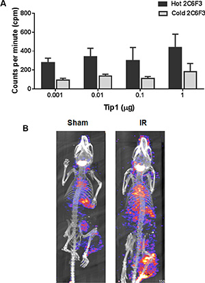 125I labeling of 2C6F3 does not affect the efficacy of binding and SPECT imaging.