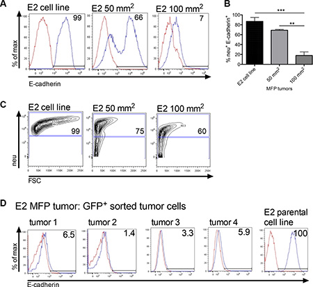 Orthotopically implanted clonal epithelial tumor cells lose E-cadherin expression over time.
