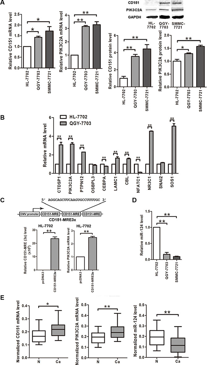 CD151, miR-124 and CD151&#x2019;s potential ceRNA PIK3C2A are all dysregulated in HCC cells.