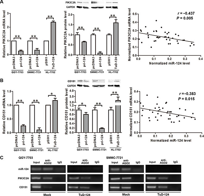 miR-124 negatively regulates PIK3C2A and CD151 expression.