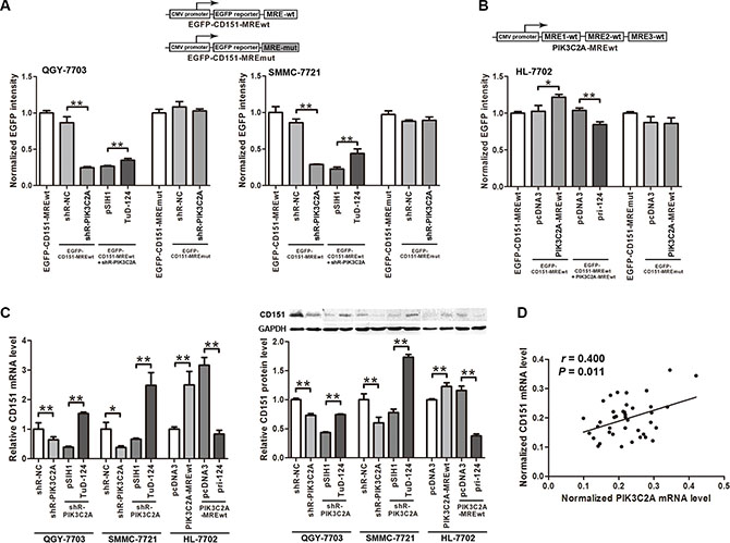 PIK3C2A MREs facilitate CD151 expression.