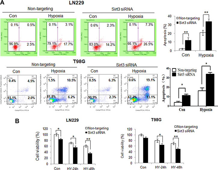 Suppression of Sirt3 augments the activation of apoptosis and increases the sensitivity of tumor cells to hypoxia.