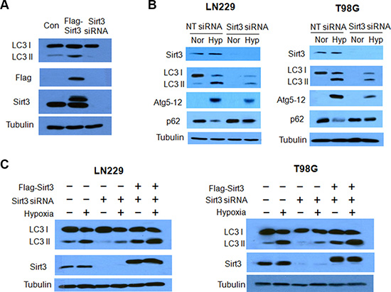 Effects of Sirt3 on hypoxia-induced autophagy in tumor cells.