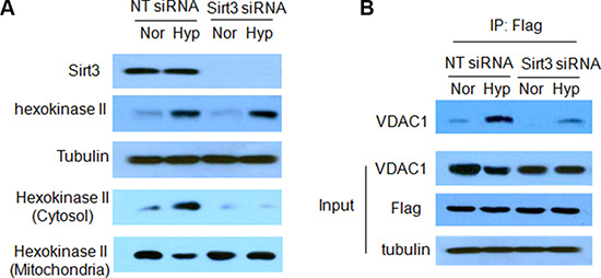 Sirt3 activates mitophagy by enhancing the association of Parkin with VDAC1.