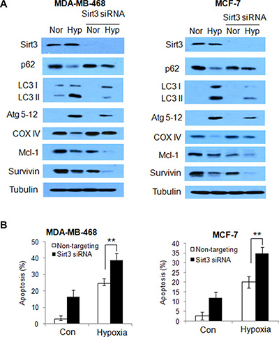 Silencing of Sirt3 decreases autophagy, but increases apoptosis in human breast cancer cells subjected to hypoxia.