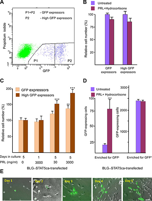 Identification of a scarce H2AX&#x2013;GFP-expressing cell population which responds to lactogenic hormones only after transfection with forced-activated STAT5.