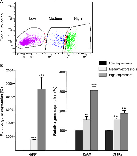 Expression patterns of the H2AX&#x2013;GFP and native H2AX genes are correlated.