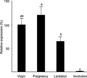 Expression of the H2AX&#x2013;GFP transgene peaks at pregnancy and is significantly reduced in the involuting gland.