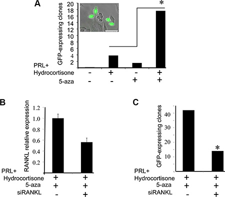 Supplementation of 5-azacytidine (5-aza) increases the number of H2AX&#x2013;GFP-expressing clones via RANKL paracrine signaling.