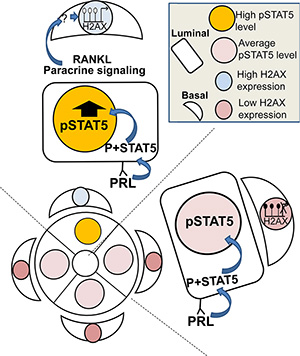 Illustration of the working hypothesis suggesting that deregulated STAT5 activity is transduced from luminal to basal mammary cells and causes H2AX promoter activation.