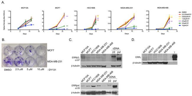 ERR&#x03B2;/&#x03B3; agonist DY131 is growth-inhibitory in breast cancer cells.