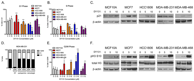 DY131 induces G1 and G2/M cell cycle arrest.