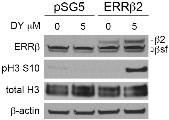 ERR&#x03B2;2 promotes DY131-induced histone H3 phosphorylation.