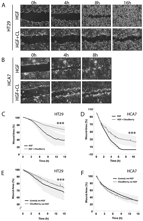 Cloudberry extract inhibits HGF-induced scratch wound closure both in HT29 and HCA7 colon adenocarcinoma cell lines, but without HGF stimulation in HT29 cells only.