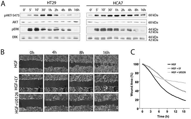 PI3K and ERK are required for HGF-induced migration.