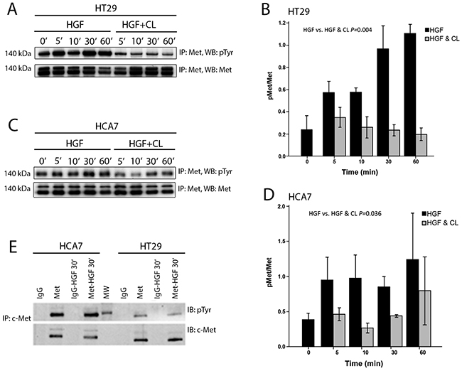 Cloudberry extract inhibits tyrosine phosphorylation of the Met receptor in HGF-treated colon adenocarcinoma cells.